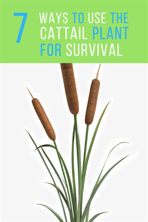 Cattail Uses - 7 Ways To Use The Fascinating Plant For Survival