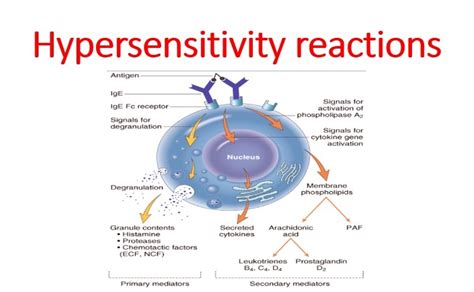 Hypersensitivity Reactions - Microbiology Notes