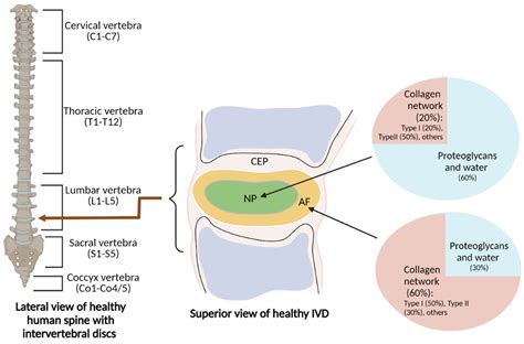 Antioxidants | Free Full-Text | Targeting Autophagy for Developing New Therapeutic Strategy in ...