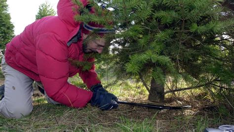 Where to cut your own Christmas tree