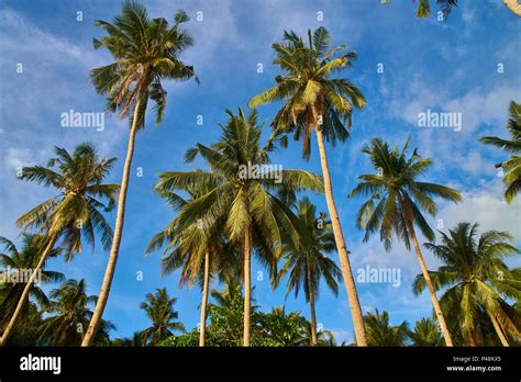 Coconut trees in Philippines Stock Photo - Alamy