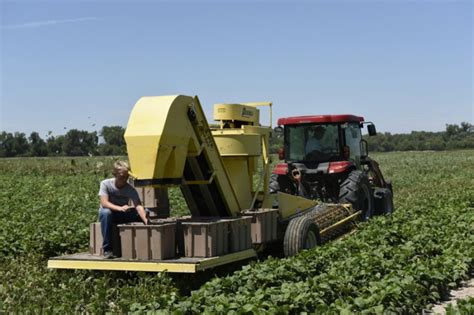 Growing and harvesting green beans | Kansas Living Magazine