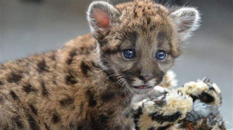 Video: Zoo's panther kitten seems to love the camera