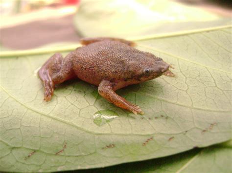 Pipa parva from San José de Cúcuta, CO-NS, CO on July 24, 2009 by ...