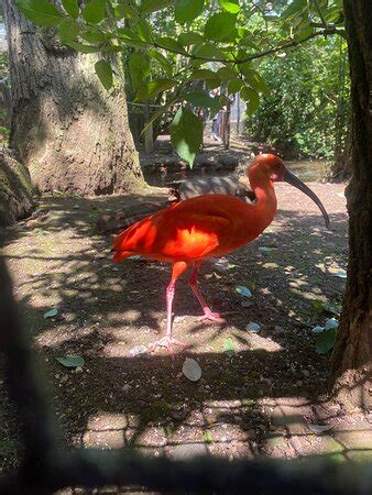 Tropical Birdland (Desford) - 2020 All You Need to Know BEFORE You Go (with Photos) - Tripadvisor