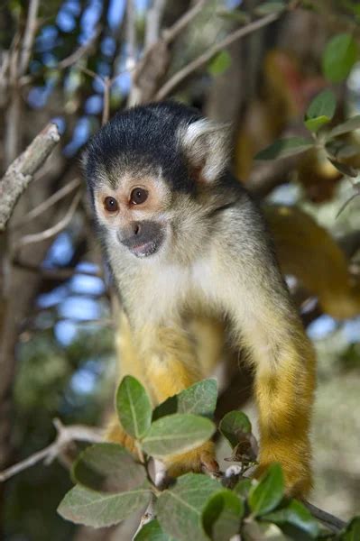 Squirrel monkey with its baby — Stock Photo © photomaru #6172873