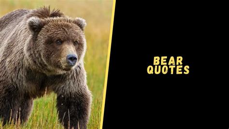 Top 12 Adorable Quotes About Bear To Blow Your Mind