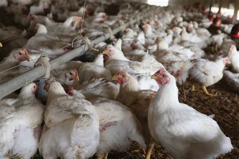 Avian Influenza