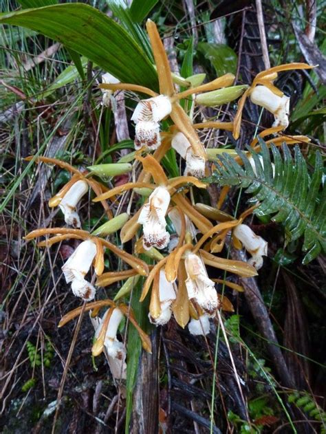 Malaysia: Flora & Fauna of the Kinabalu National Park – Travel2Unlimited