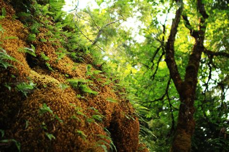 Oregon Caves National Monument & Preserve (Map, Images and Tips) | Seeker