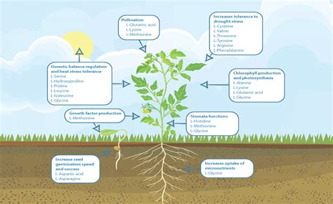 Amino Acids | Hortifeeds