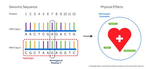 Genotype Vs Phenotype Eyes