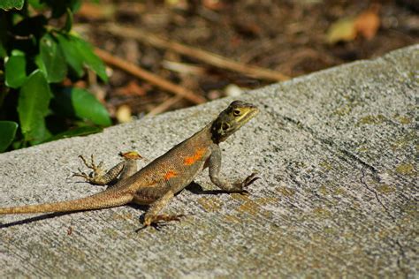 Can anyone identify these lizards? Southeast Florida, possibly two ...