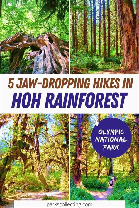 5 Best Hoh Rainforest Hikes