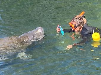 Snorkeling With Manatees | Homosassa Springs Manatee Tours