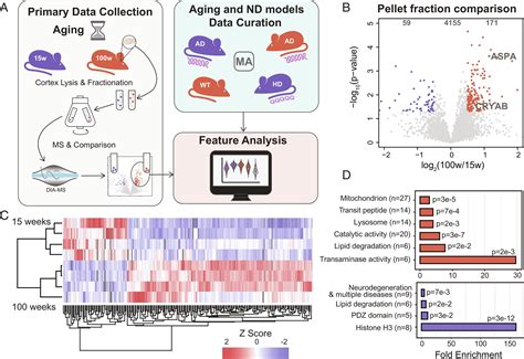 Shift of the insoluble content of the proteome in the aging mouse brain | PNAS