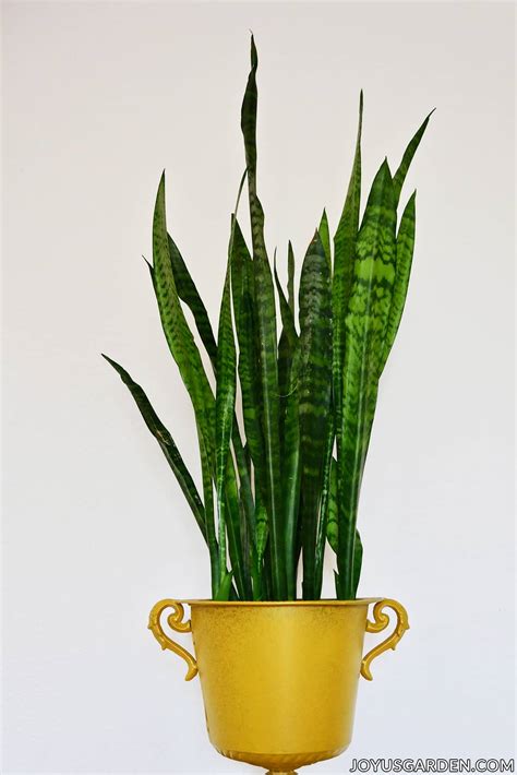 5 Golden Rules For Watering A Snake Plant