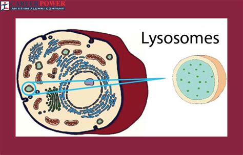 Lysosomes - Definition, Diagram, Structure and Functions