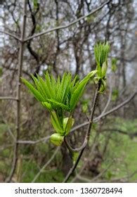 Buckeye Tree Spring Buckeye Leaves Growing Stock Photo 1360728494 ...