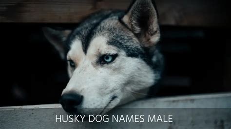 Ultimate List Of The Top 400+ Husky Dog Names - Badass, Cool, Cute ...