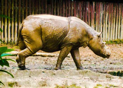 One of the last 10 Sumatran rhinos in captivity passes away in Sabah | Save The Rhino