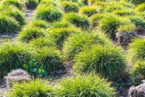 15 of the Best True Sedge Plant Varieties for the Home Garden