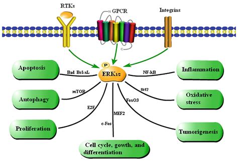 Frontiers | Role of the Extracellular Signal-Regulated Kinase 1/2 Signaling Pathway in Ischemia ...