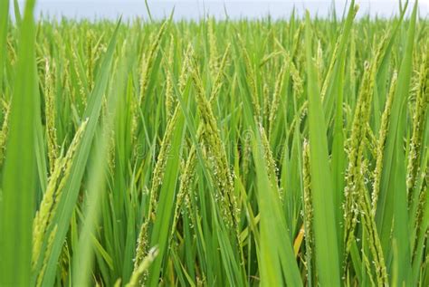 China rice field stock image. Image of crops, grain, cultivated - 11924999