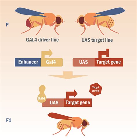 UAS-GAL4 system of Drosophila melanogaster | Behance