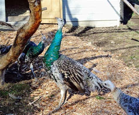 A New Peacock Arrives at the Farm - The Martha Stewart Blog