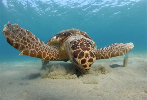 Loggerhead Turtle — The State of the World's Sea Turtles | SWOT