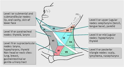 An adult with a neck lump | The BMJ