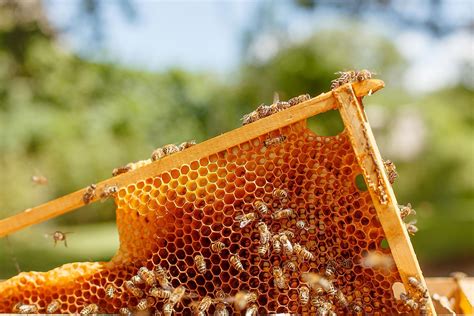 How Do Bees Make Honey? - WorldAtlas