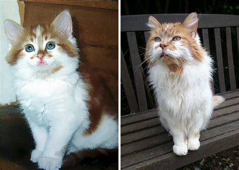 World’s Oldest Living Cat Celebrates His 30th Birthday