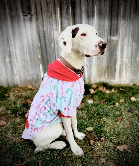 Hoodie Dog Sweater Pattern – Ellie and Mac