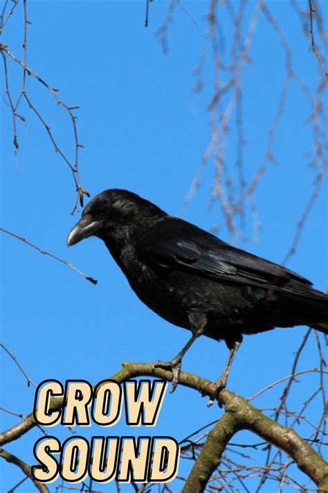 Loud Bird Sounds Crows Video By Kingdom Of Awais