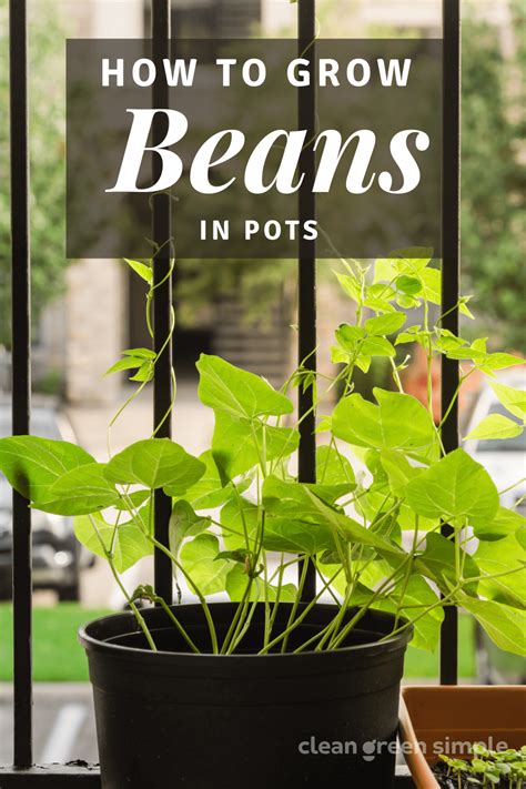 How to Grow Beans In Pots - 7 Tips for a Bountiful Harvest - Clean ...