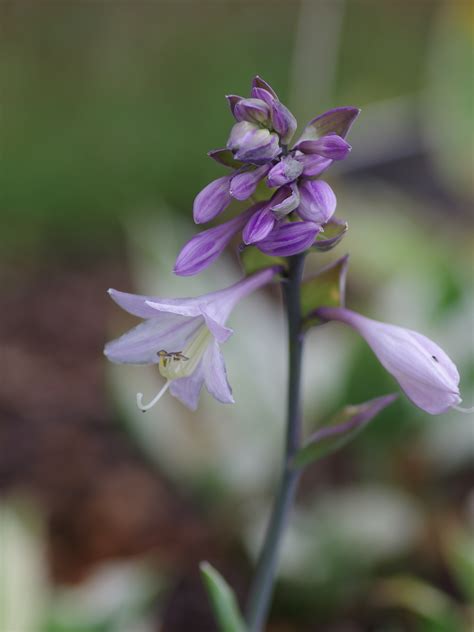 For Shade | Hosta 'Patriot' - The Beth Chatto Gardens