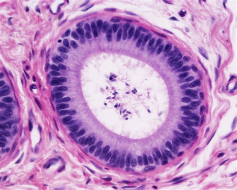 File:Testis histology 015.jpg - Embryology