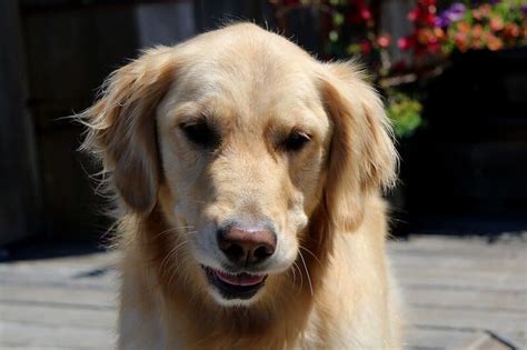 150 Popular Female Golden Retriever Names - PetPress