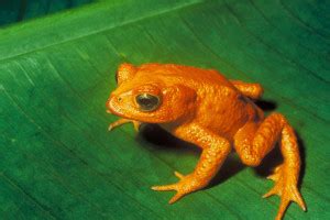 Golden Toad Facts, Habitat, Pictures and Diet