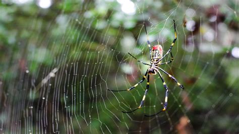 Giant, invasive spiders have taken over Georgia. Will they spread ...