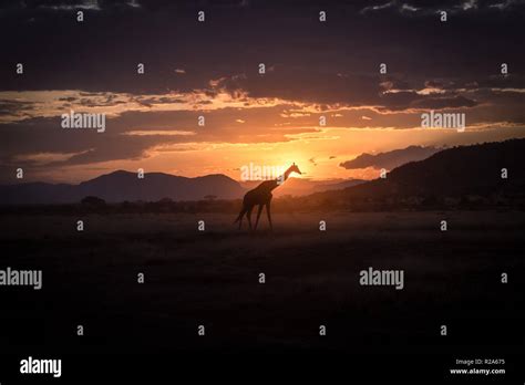 Silhouetted giraffes with African sunset in Kenya Stock Photo - Alamy