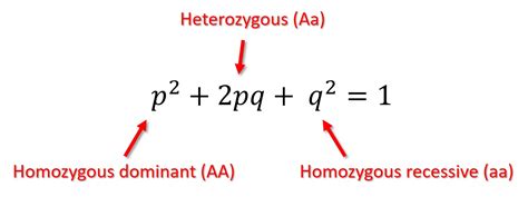 Hardy Weinberg Equation