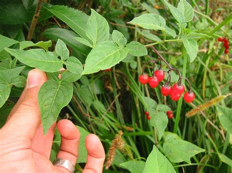 Docaitta Lifestyle: Plant Identification: "Deadly" Nightshade