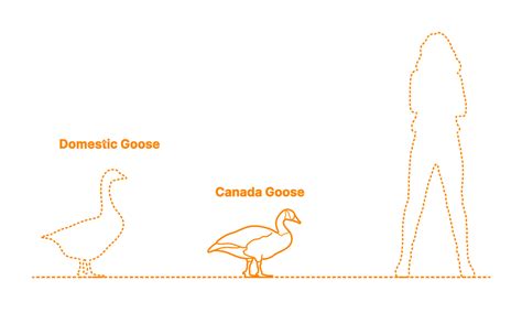 Canada Goose (Branta canadensis) Dimensions & Drawings | Dimensions.com