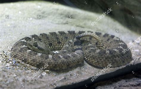 Sidewinder Snake Editorial Stock Photo - Stock Image | Shutterstock