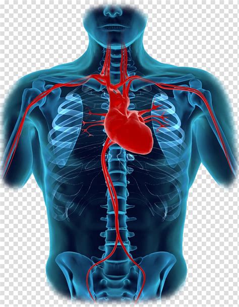 Human Body Heart Diagram