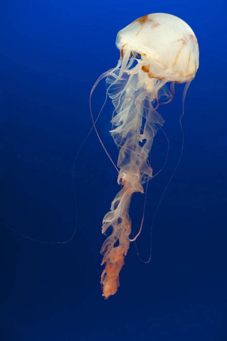 Free Stock Photo 7408 Jellyfish with long trailing tentacles | freeimageslive