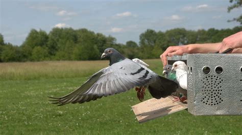 In Homing Pigeon Flocks, Bad Bosses Quickly Get Demoted | Audubon